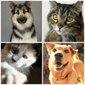 Demi's Animal Rescue - Denver Area Dog & Cat Rescue