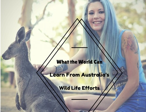 What The World Can Learn From Australia’s Wild Life Efforts