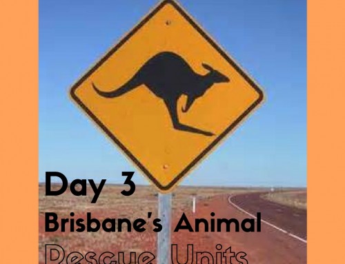 Day 3: Brisbane’s Animal Rescue Units